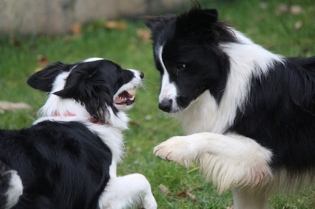ボーダーコリーと子犬が草原で遊んでいる様子.
