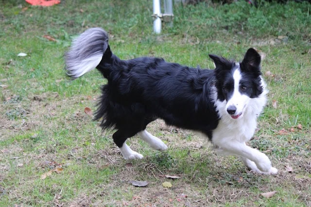 犬が元気に走る姿を捉えた写真です.