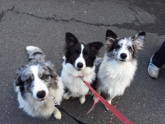 3匹の可愛い犬が道路に座っている写真.