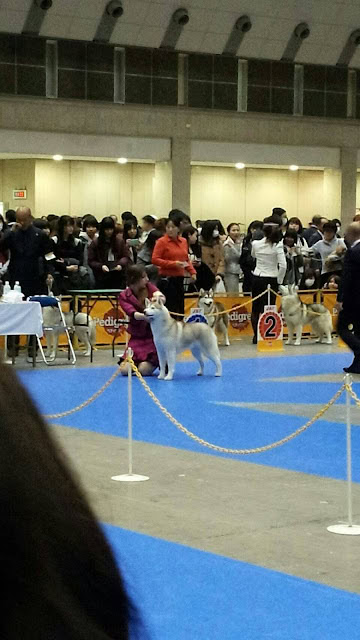 犬の展示と競技を楽しむ観客と参加者の様子.