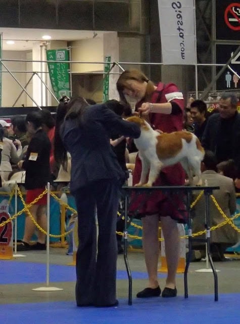 犬の品評会で犬の審査を受ける瞬間を捉えた写真.