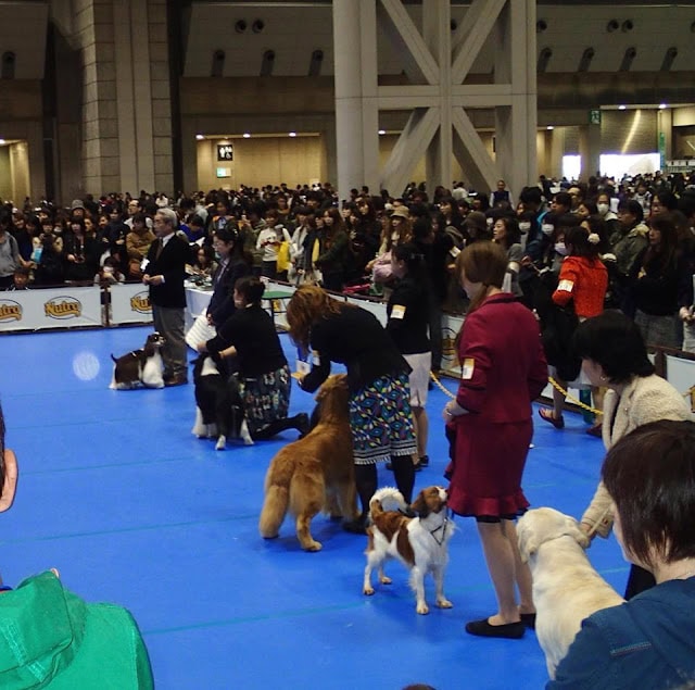犬と飼い主が参加する東京インターの犬の展示会.