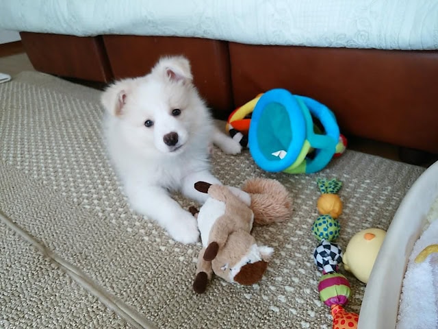 子犬が床で遊んでいる様子と多彩なおもちゃの写真.