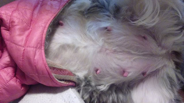 猫がピンクのジャケットを着て寝ている様子.