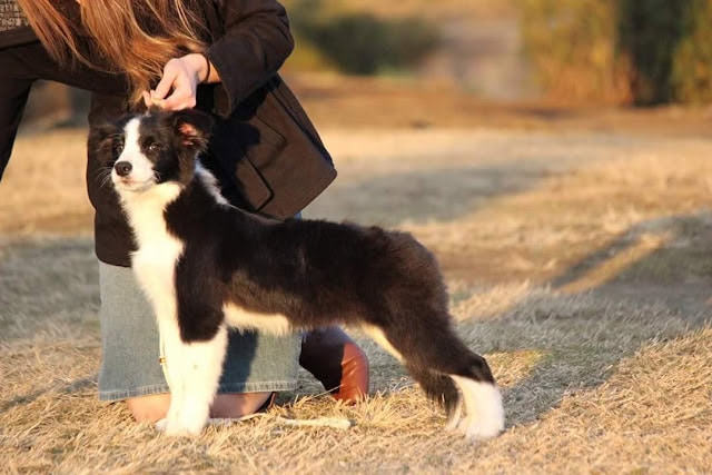 子犬が人の手でリードを持たれながら立っている様子.