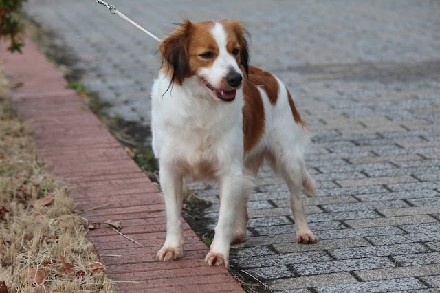 犬の散歩をしているジャックラッセルテリアの画像です。.