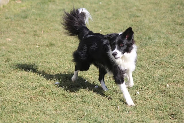 黒白のかわいい犬が芝生の上を走っています。.