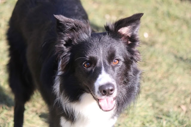 お正月の庭で遊ぶ黒白の犬のアップ写真.