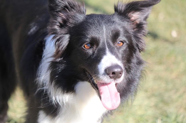 犬のアップ写真、笑顔で舌を出している様子.