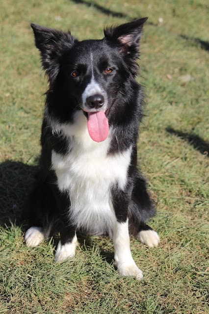 芝生の上に座る黒白の犬、舌を出して笑顔を見せている.