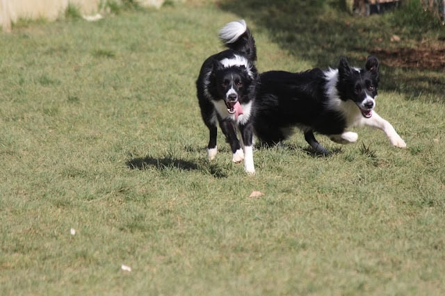 犬たちが広い庭で遊んでいる様子.