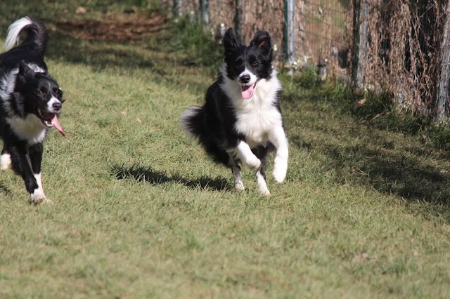 犬たちが庭で遊んでいる様子.