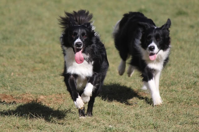二匹のボーダーコリーが草原を走る様子.
