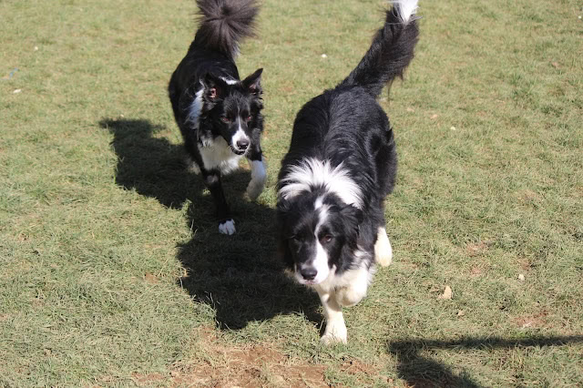 犬たちが庭で遊んでいる様子.