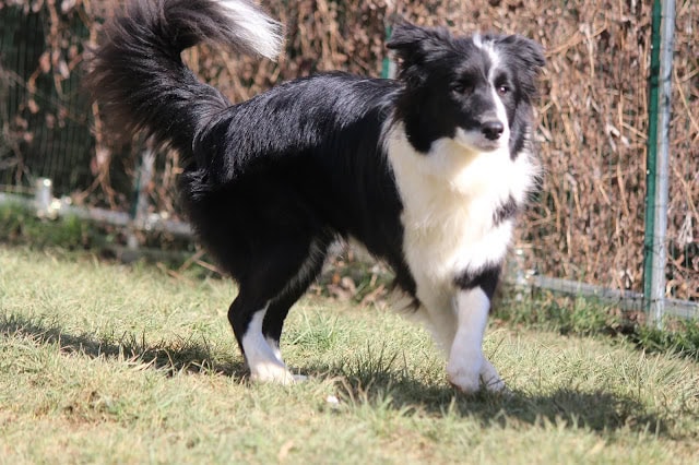 犬の黒白のコートと元気に走る姿の写真.