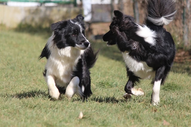 お正月の庭で遊ぶ2匹のボーダーコリーの子犬、楽しそうに走り回っています。.