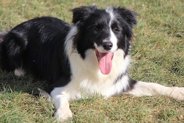 犬が芝生の上でリラックスしている写真です。.