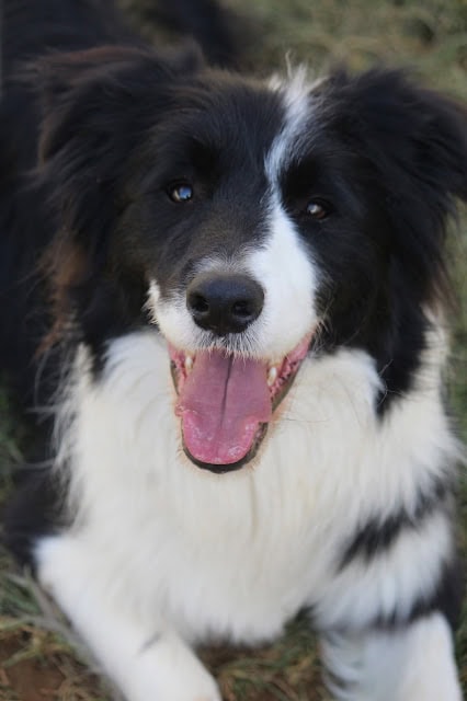 犬の笑顔と幸せな表情を捉えた写真です。.