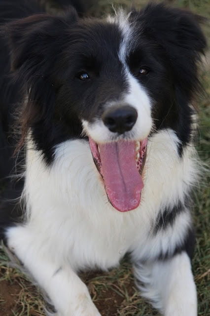 笑顔のボーダーコリー子犬のアップ写真.