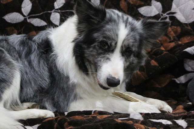 犬のアップ写真、黒と白の毛色が特徴的な犬の顔と体の詳細.