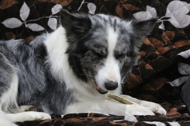 愛らしい犬の顔と毛並みの詳細が見える画像.