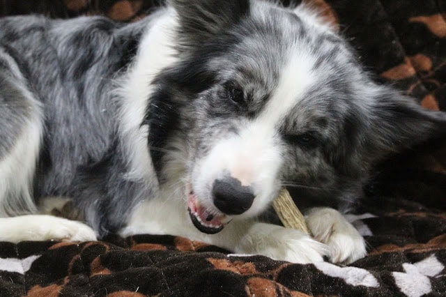 羊毛フェルトで作られた犬の顔のクローズアップ写真.