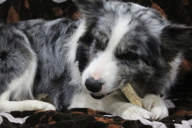 木の棒をくわえる犬のアップ写真です。.