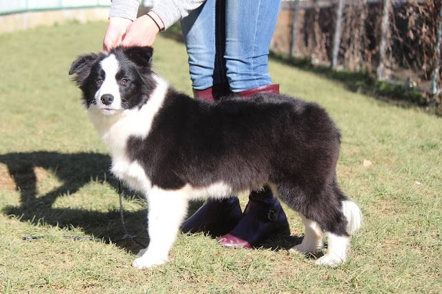 子犬と飼い主の手が触れ合う様子を捉えた画像.