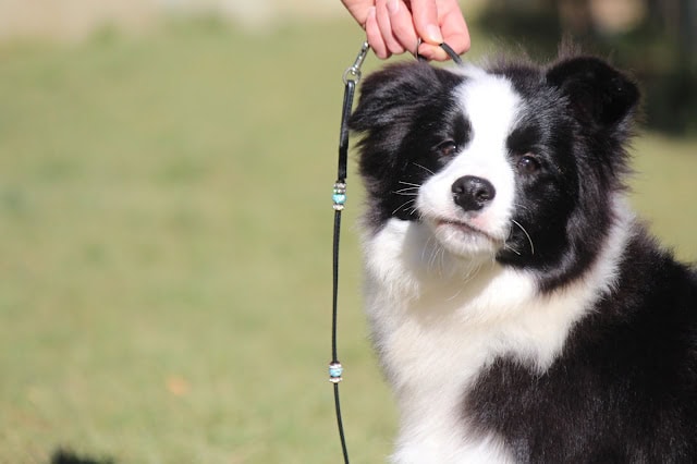 かわいい黒白の犬がリードを持つ人に見つめる.