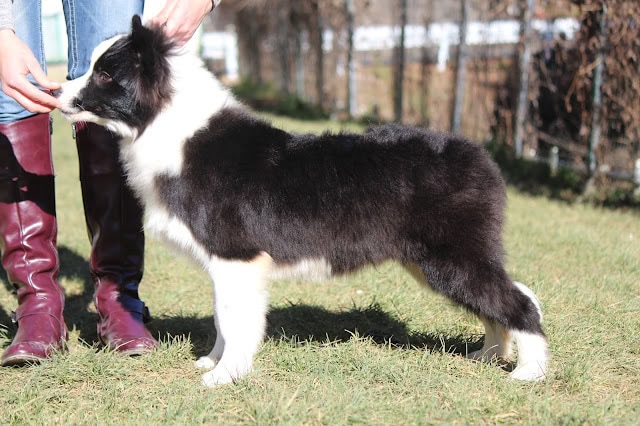 コーギーの子犬が人に撫でられている様子.