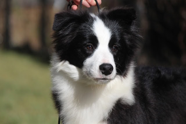 子犬の黒と白の毛並みと可愛らしい表情.