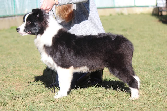 子犬のブラック＆ホワイトの毛色とかわいい表情。.