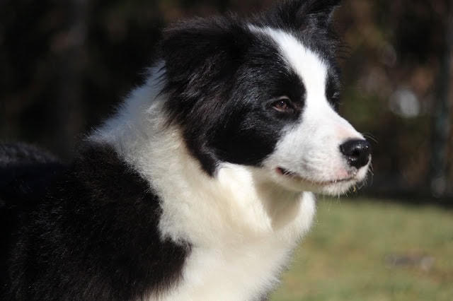 若き王子様のような可愛い子犬のアップ写真.