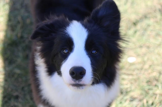白と黒のコーギー犬のアップ写真.