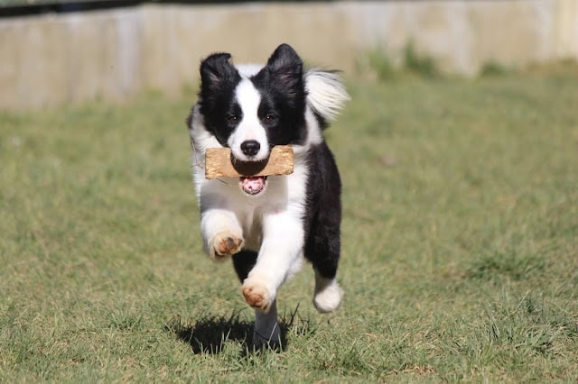 子犬が芝生の庭を楽しそうに走っています.