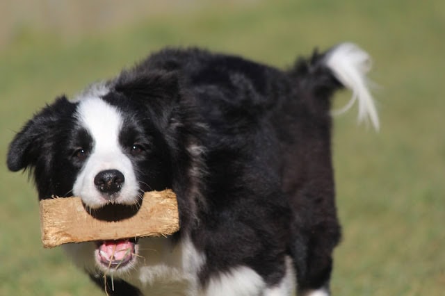 子犬が木の棒をくわえて遊んでいる様子.