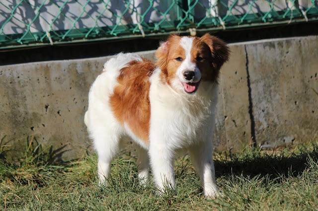 犬の全身写真、屋外の芝生の上に立つ明るい毛色の犬.