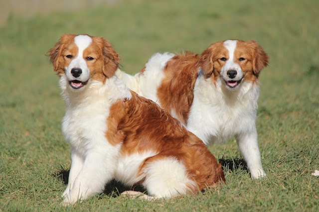 犬の兄弟が芝生の上で遊んでいる写真です。.