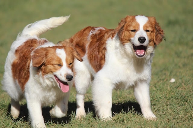 犬の親子が草原で遊んでいる様子。.