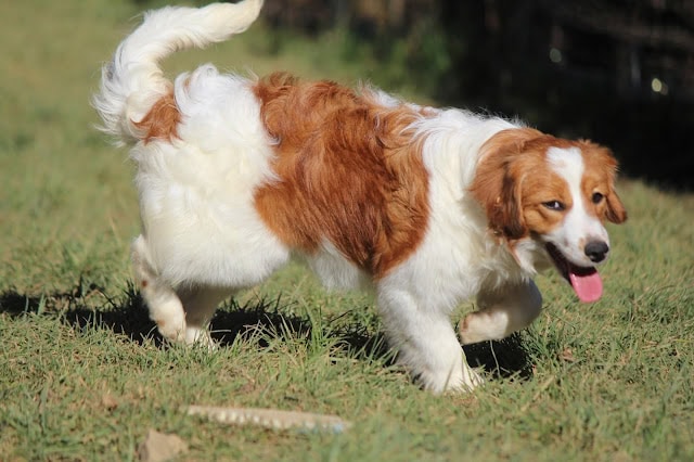 犬が草原を走る様子.
