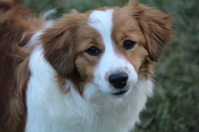 子犬の顔アップ、ふわふわの毛と優しい目が魅力的です.