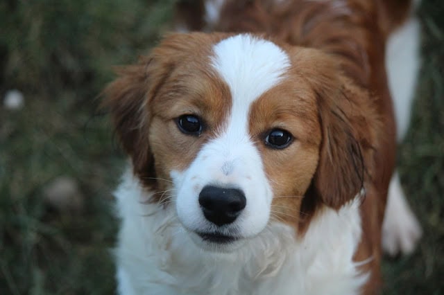 子犬のかわいい顔アップ.