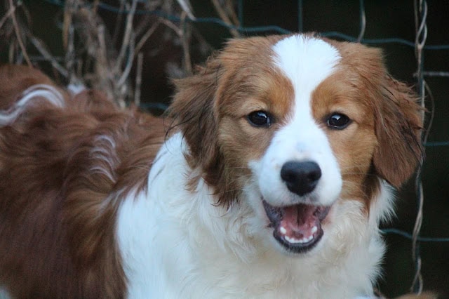 犬のアップ写真、笑顔で楽しそうな表情の子犬です。.