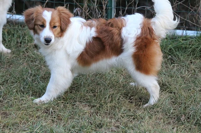 犬の子犬、白と茶色の毛色でかわいらしい表情。.