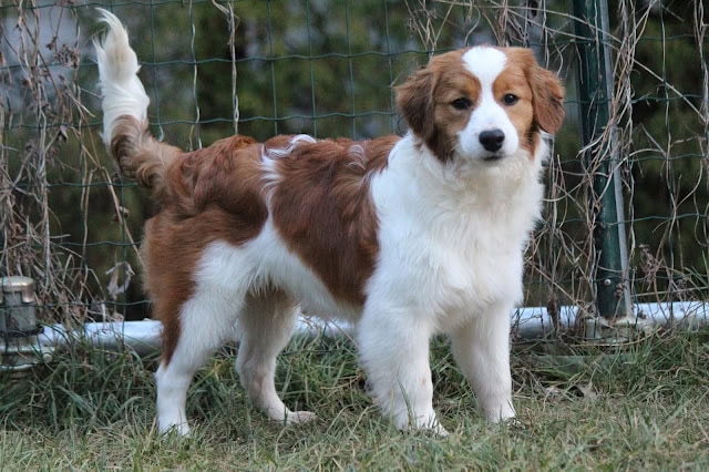 犬の子犬がフェンスの前で立っている様子.