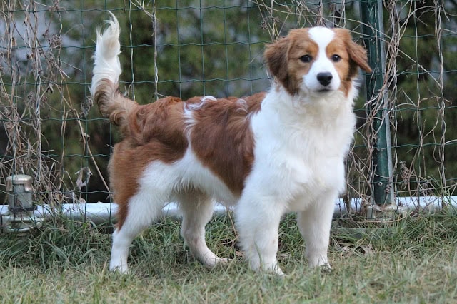 犬の写真、フェンスの前でポーズをとるかわいい犬.