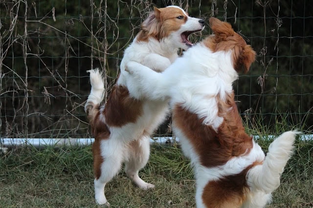 犬がフェンスの前でじゃれ合う様子.
