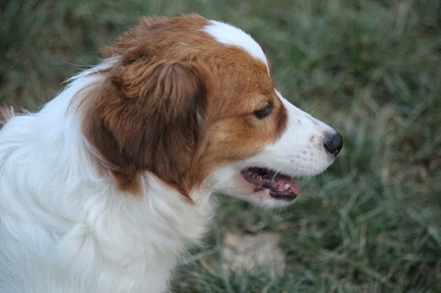 子犬の側面とプロフィールを捉えた画像です。.