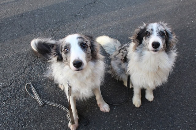 兄妹の犬が道路に座っています。.