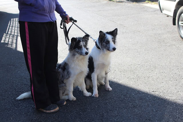 兄妹の犬と飼い主が外で散歩しています。.